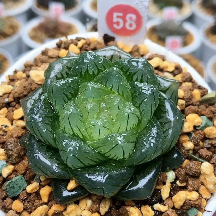 【闪购商品】58龙鳞