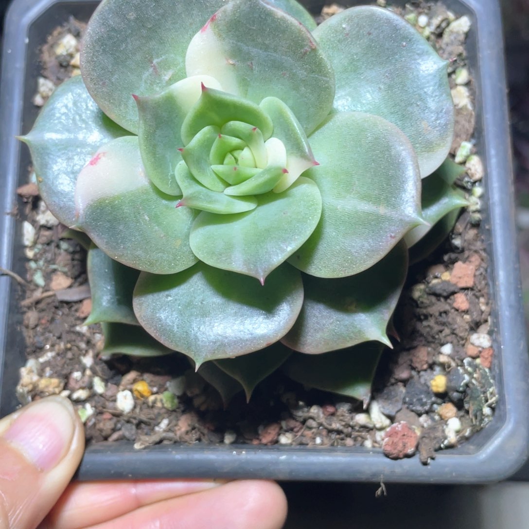 多肉植物多肉植物293