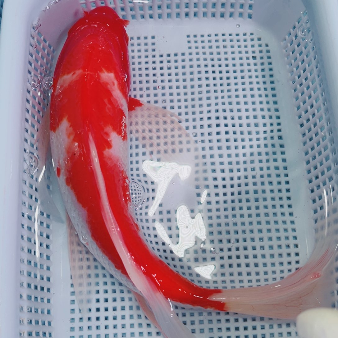 锦鲤锦鲤冷水鱼观赏106