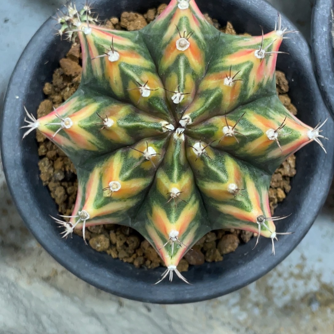 当前无花朵，栽培后可花朵虎斑规律V背锦