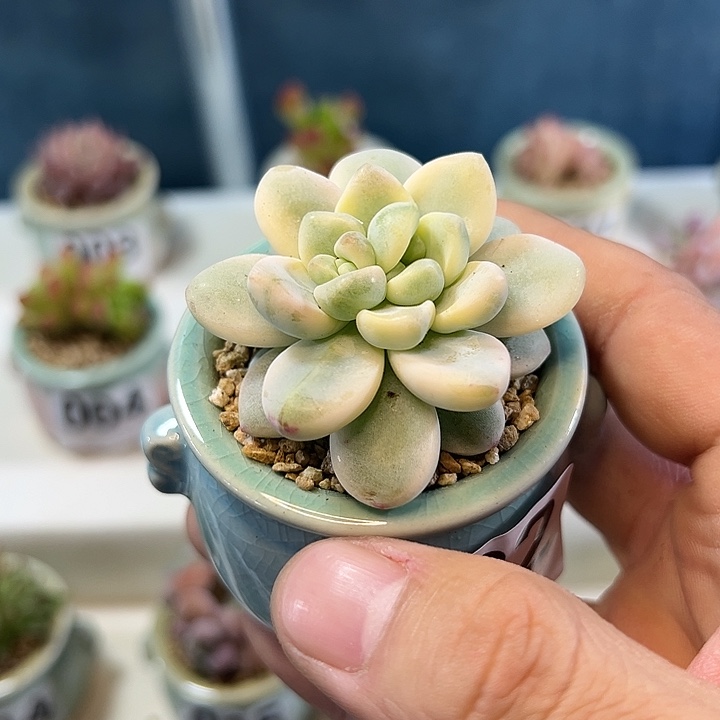 032劳尔锦 一物一拍 