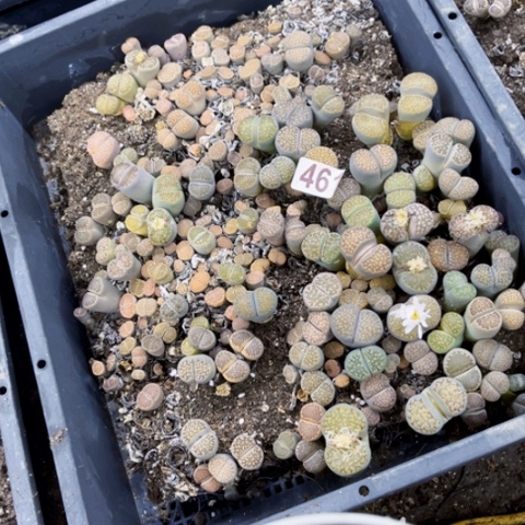 461 生石花大筐一物之图如图