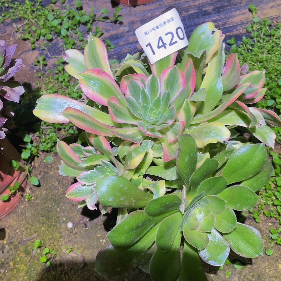 1420光辉多肉植物