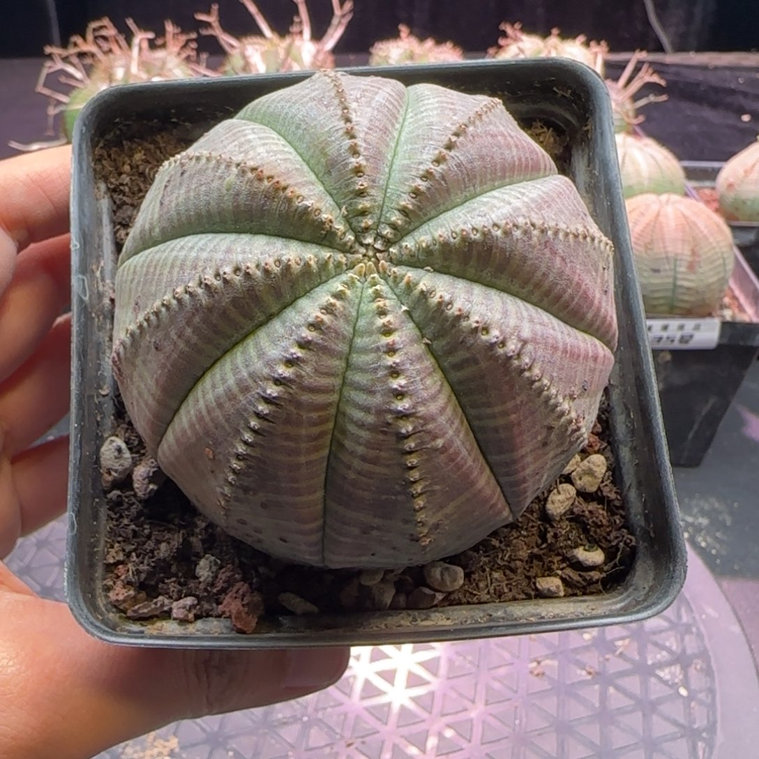 欧系布纹球，实生园艺，带盆发货，36号