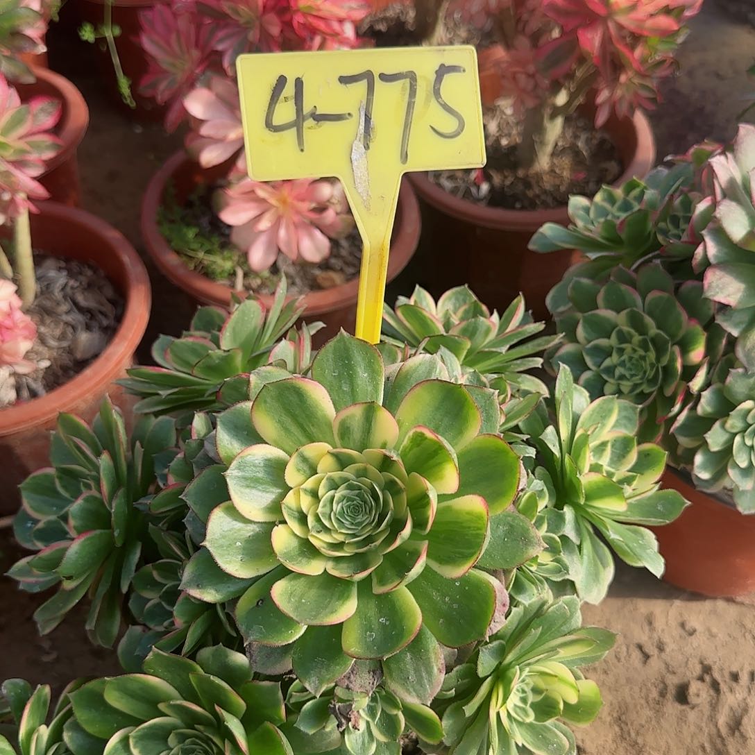 4-775---多头多肉植物