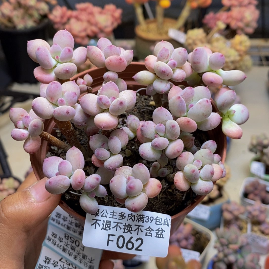 062苹果奶四代多肉散