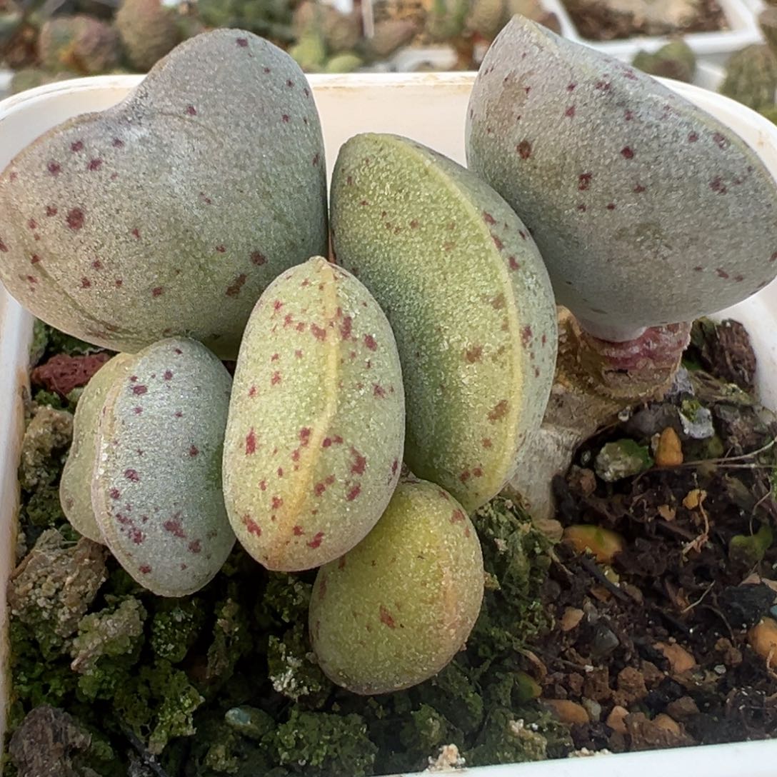 神***际粉蛋多头纯木质桩多肉植物水泡