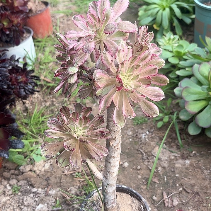 红陶哈哈哈哈哈哈哈哈