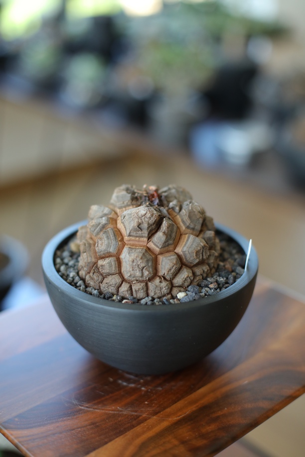 南非龟甲龙｜根系穿盆