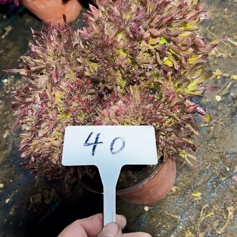 多肉植物红珊瑚缀花