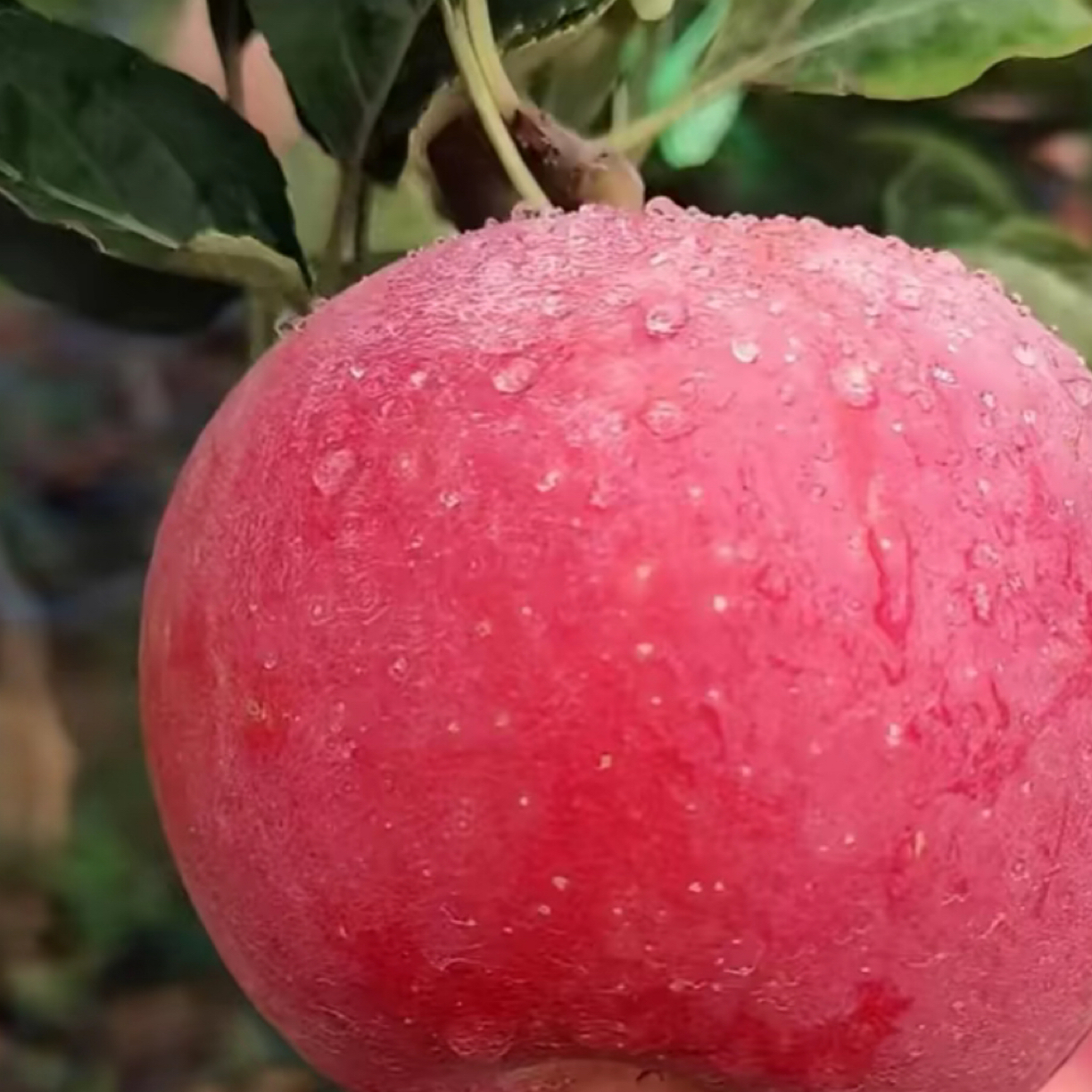 月香苹果 一年生种子 秋季落叶后发货