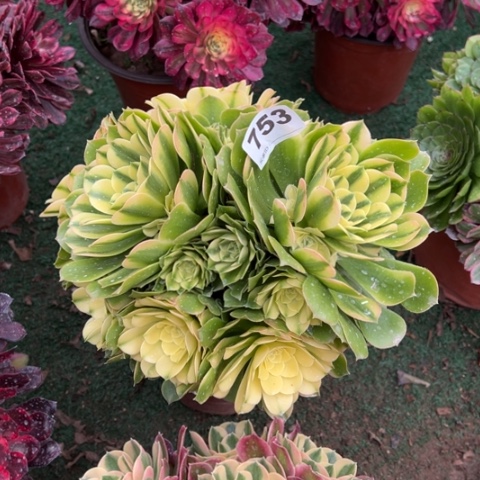 753辛尼亚朵朵多肉