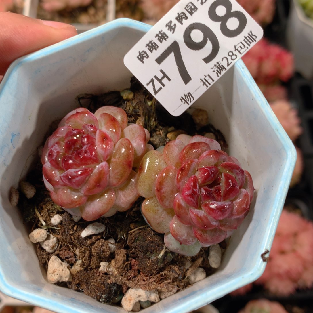 5CM拇指盆精控多肉ZH798