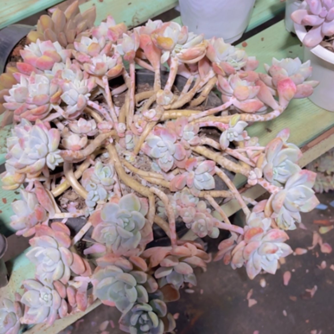 【闪购商品】克洛伊24319