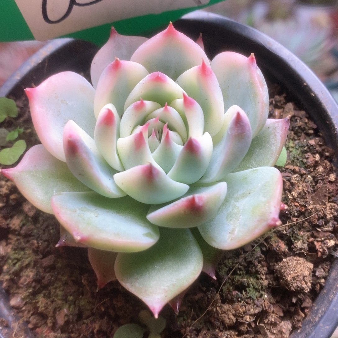 052锦锦锦锦锦锦锦锦