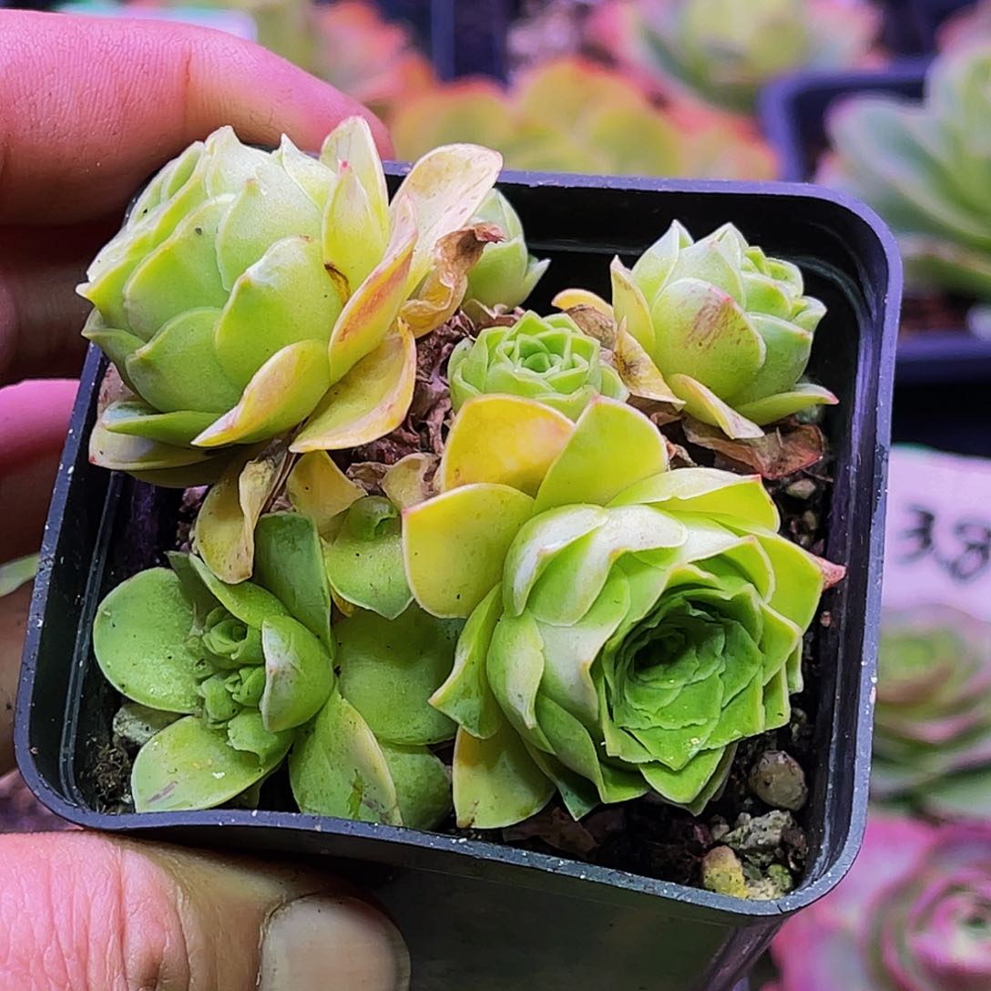 蕾丝巴黎释迦 非偏远包邮 多肉