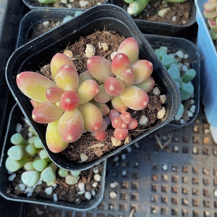 双头千代田带盆土