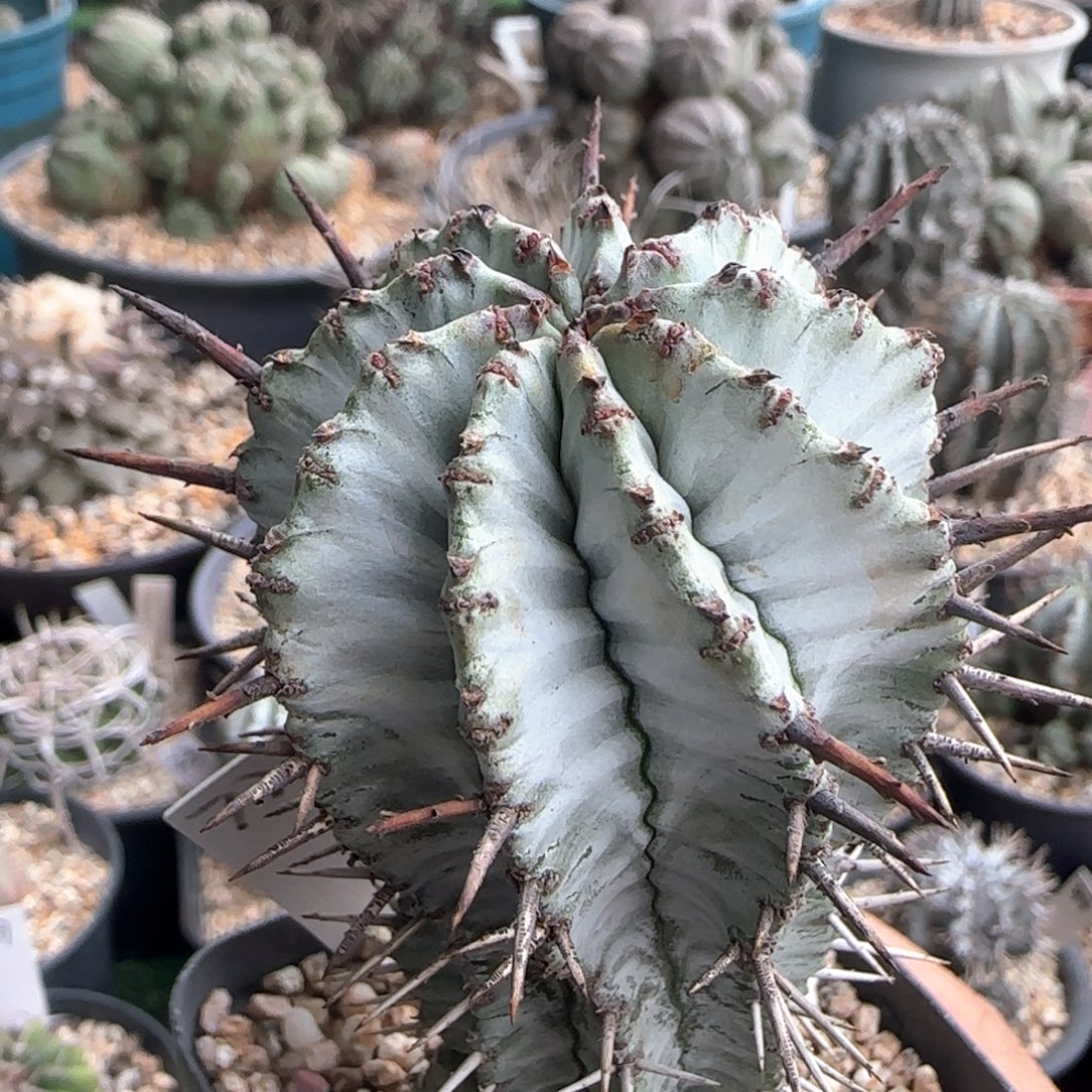 777脱土发 白衣魁伟玉福利