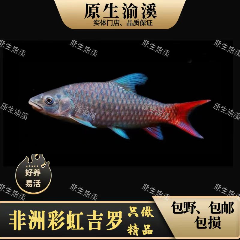 非洲蓝鳍彩虹黄彩金彩吉罗观赏鱼原生鱼耐活好养适合新手