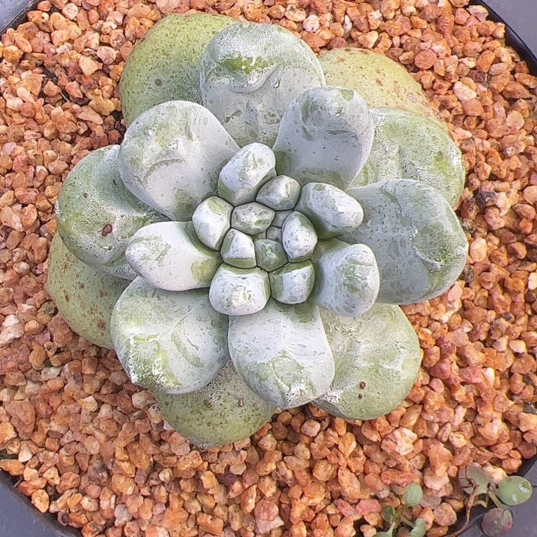 4235拇指仙女杯多肉