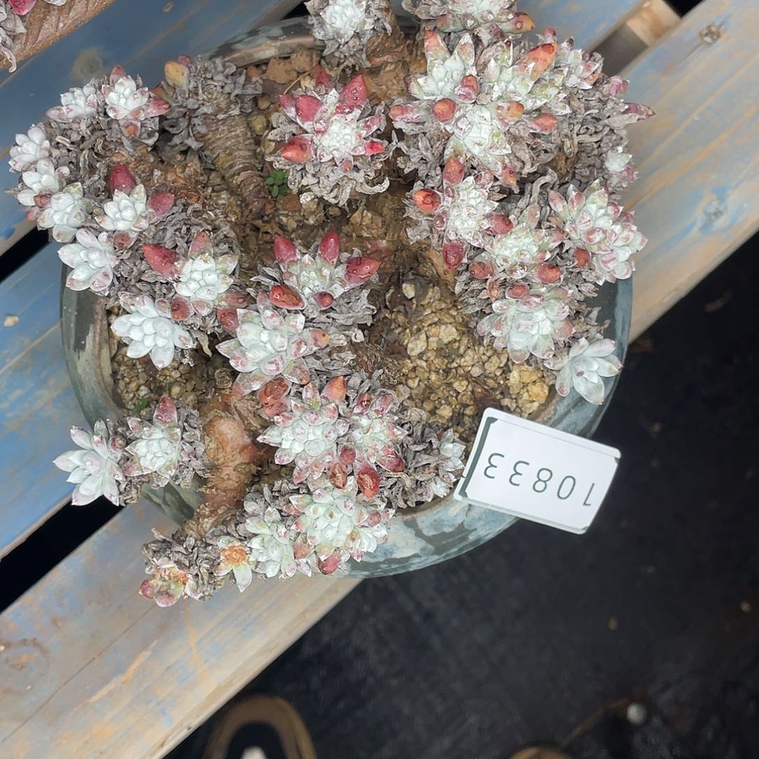 秋***苔瑕疵特价不售后10833