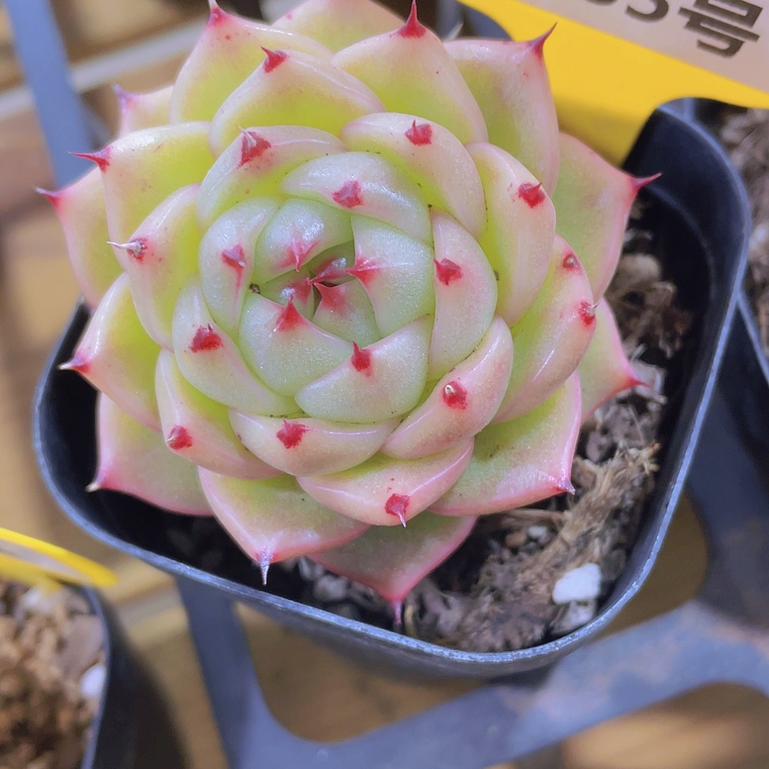 1185号 睫毛麦秆单头