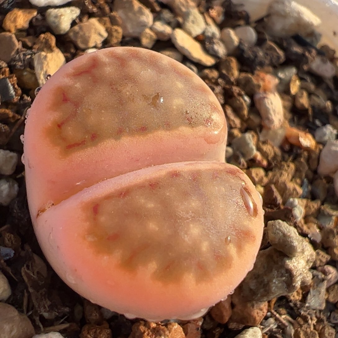 多肉植物百科粉体