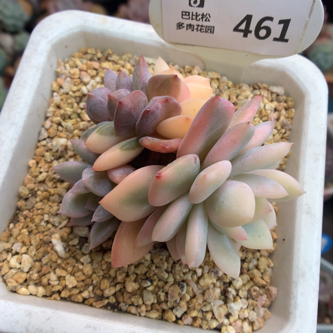 461梦露锦多肉植物