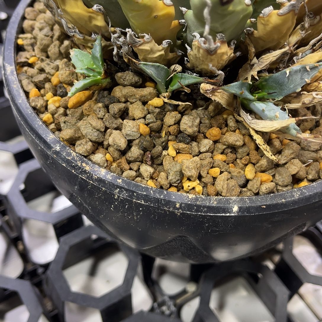 泡面侧芽好价好养