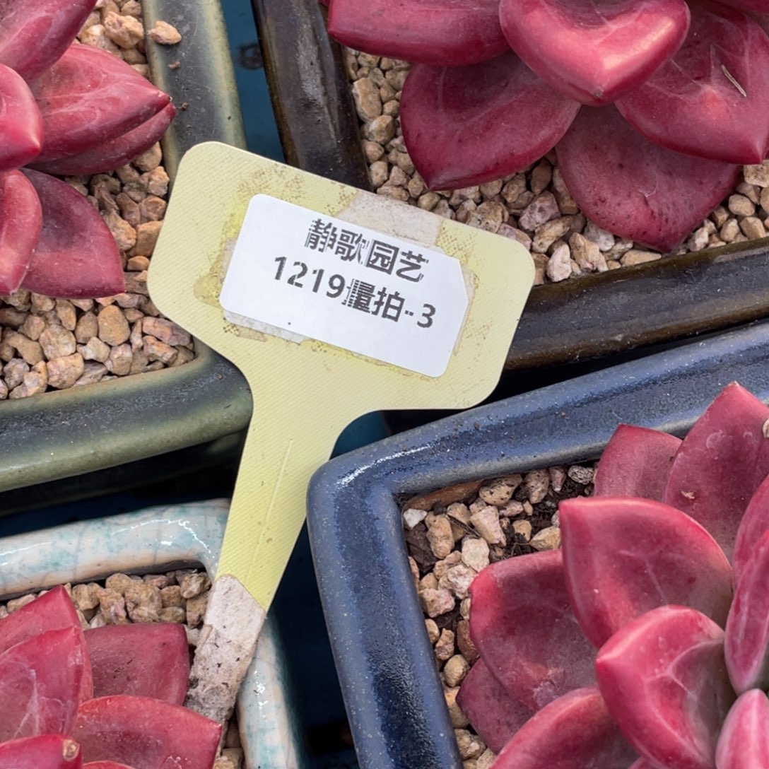 1219-3-单头赫菲斯托一颗