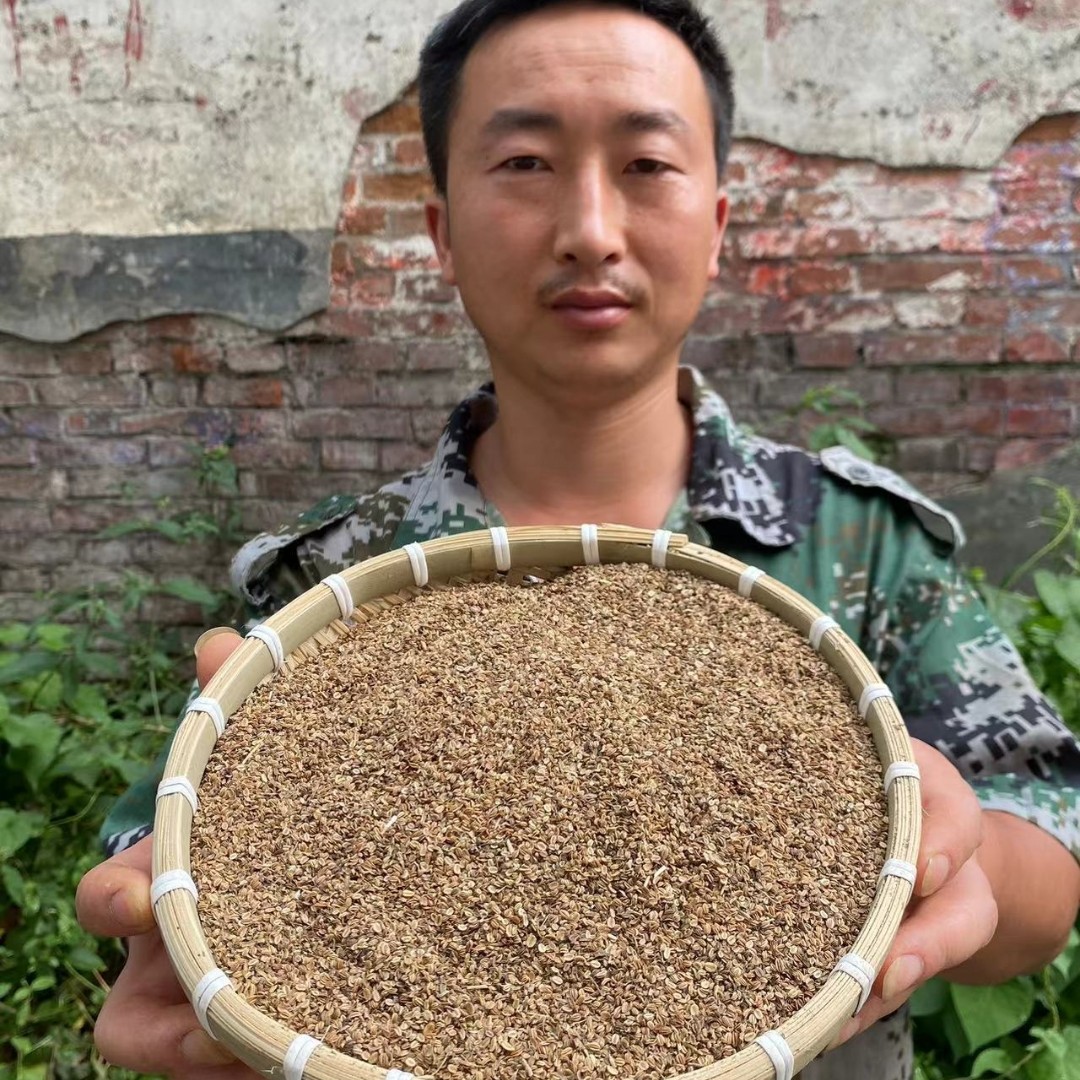 蛇床子 湖北大山蛇床子农家货非种植