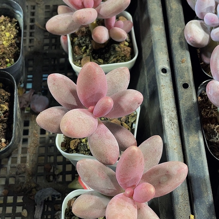 糖果美人带盆土发