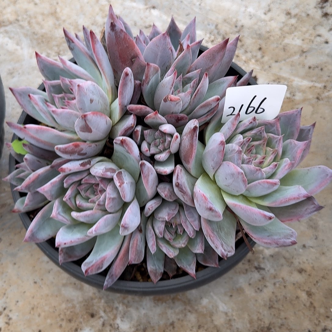 来***张2166紫卡多肉植物