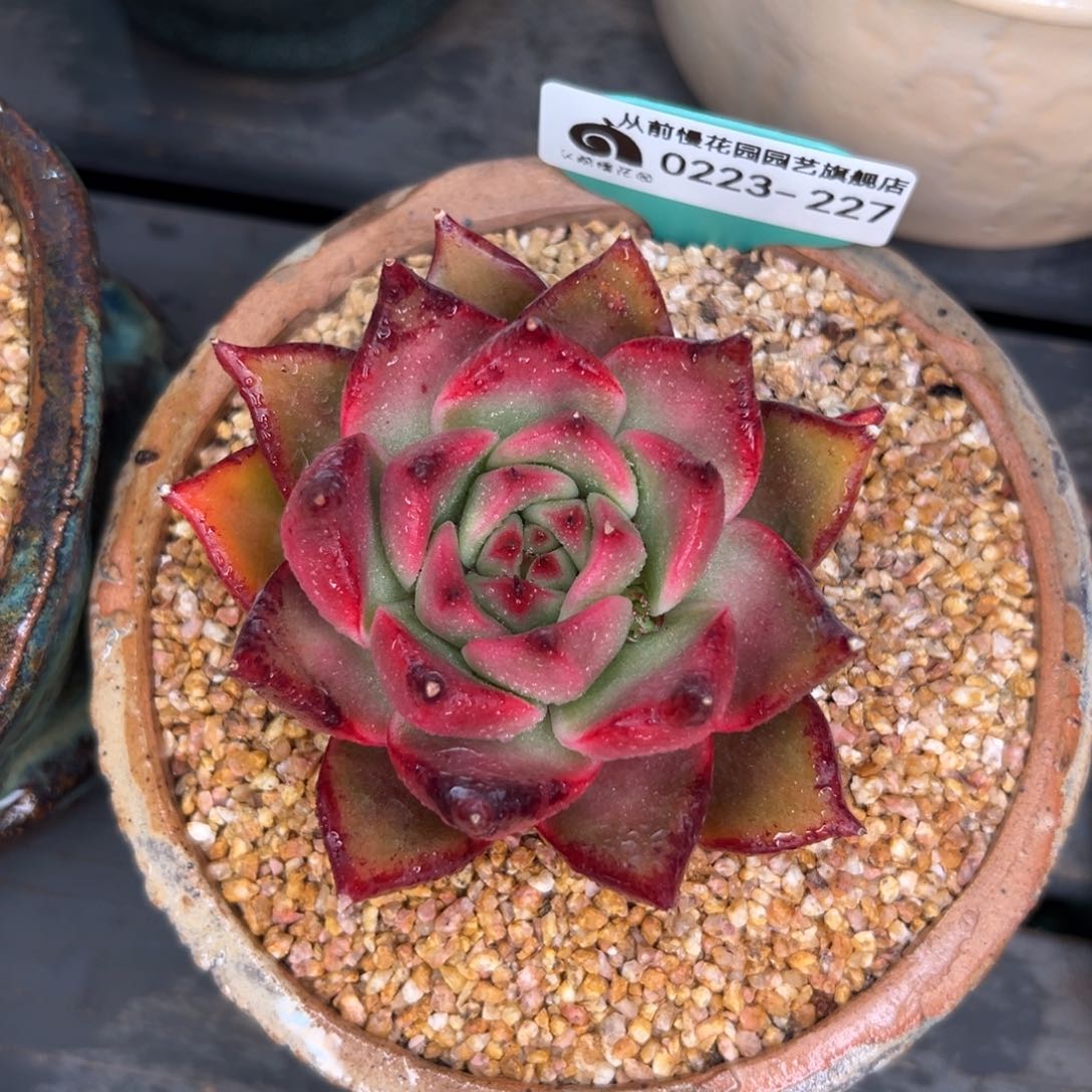 多肉一物一拍0223-227