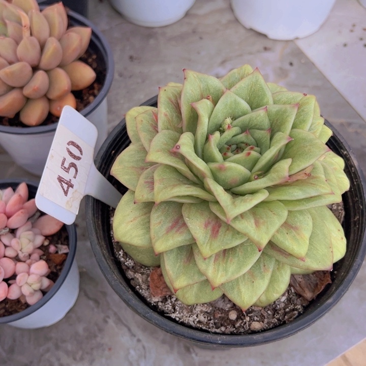 健健康康平平安安