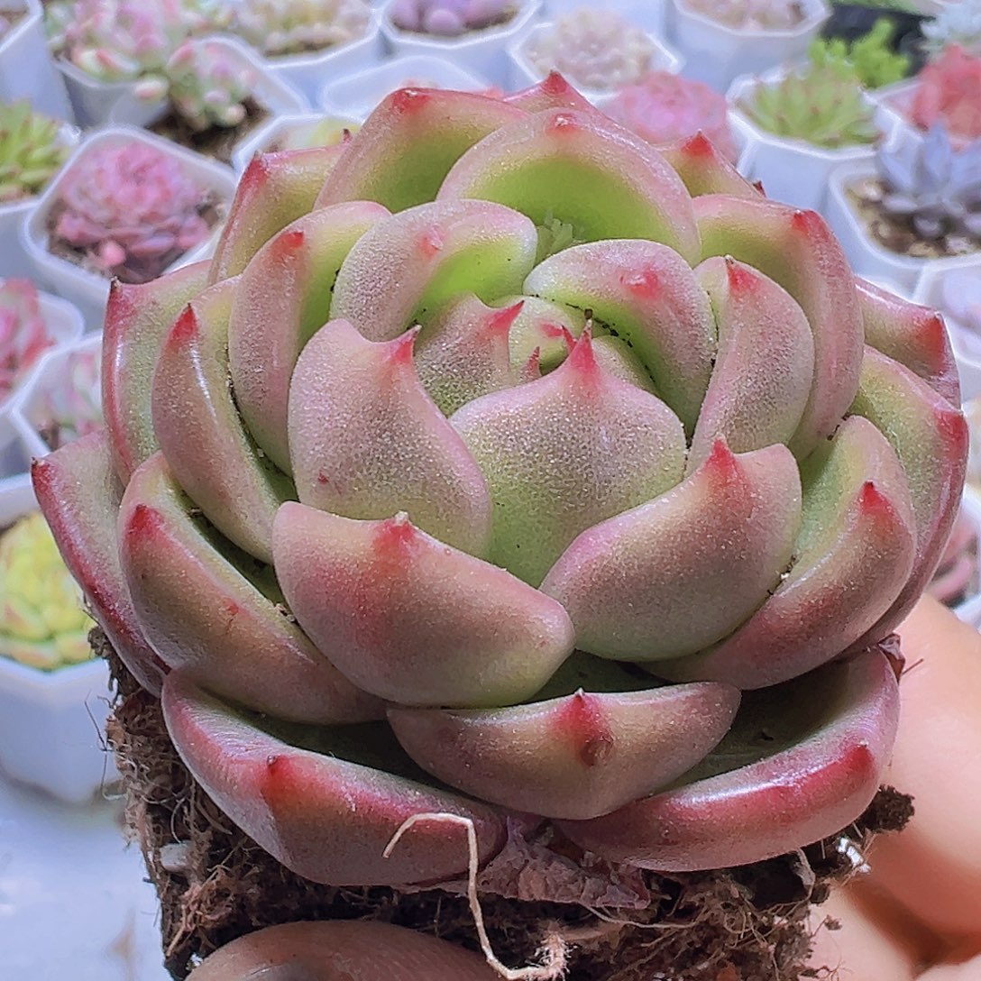 冰宝龙2盆19包邮多肉植物