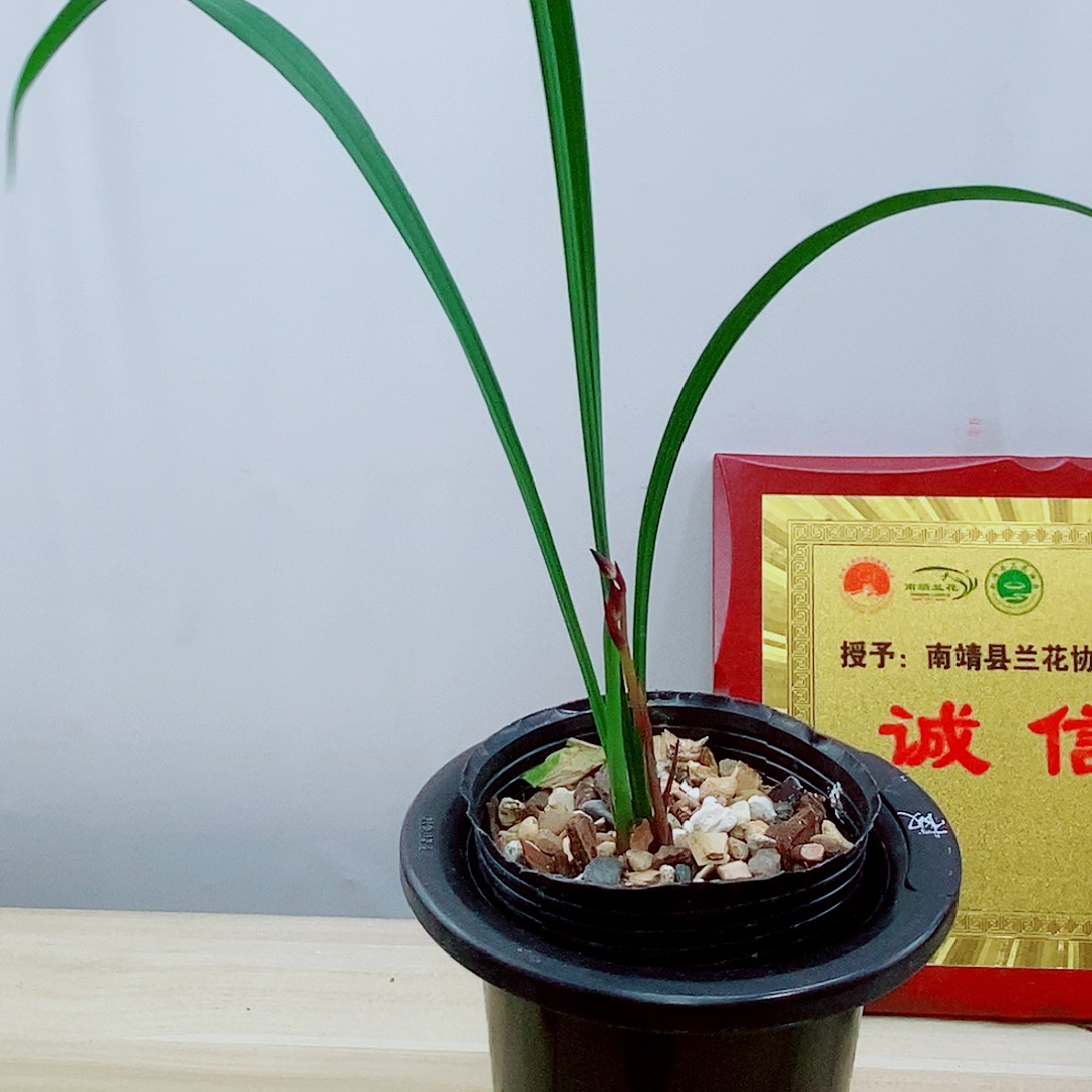 当前无花栽培后可以开花紫
