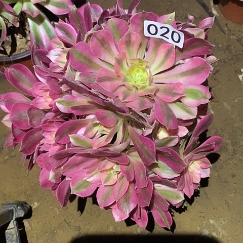 多肉植物法师20女巫