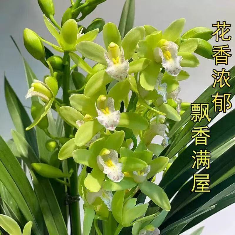 香水香兰浓香型带花剑兰花好养易活室内外四季开花高端盆栽