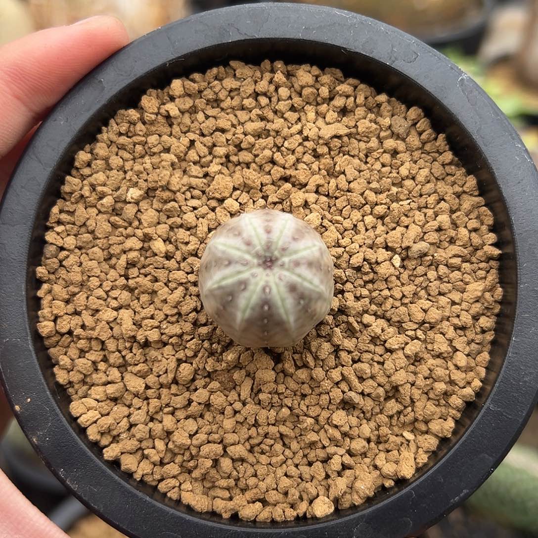 完全开放神玉布纹球gggg