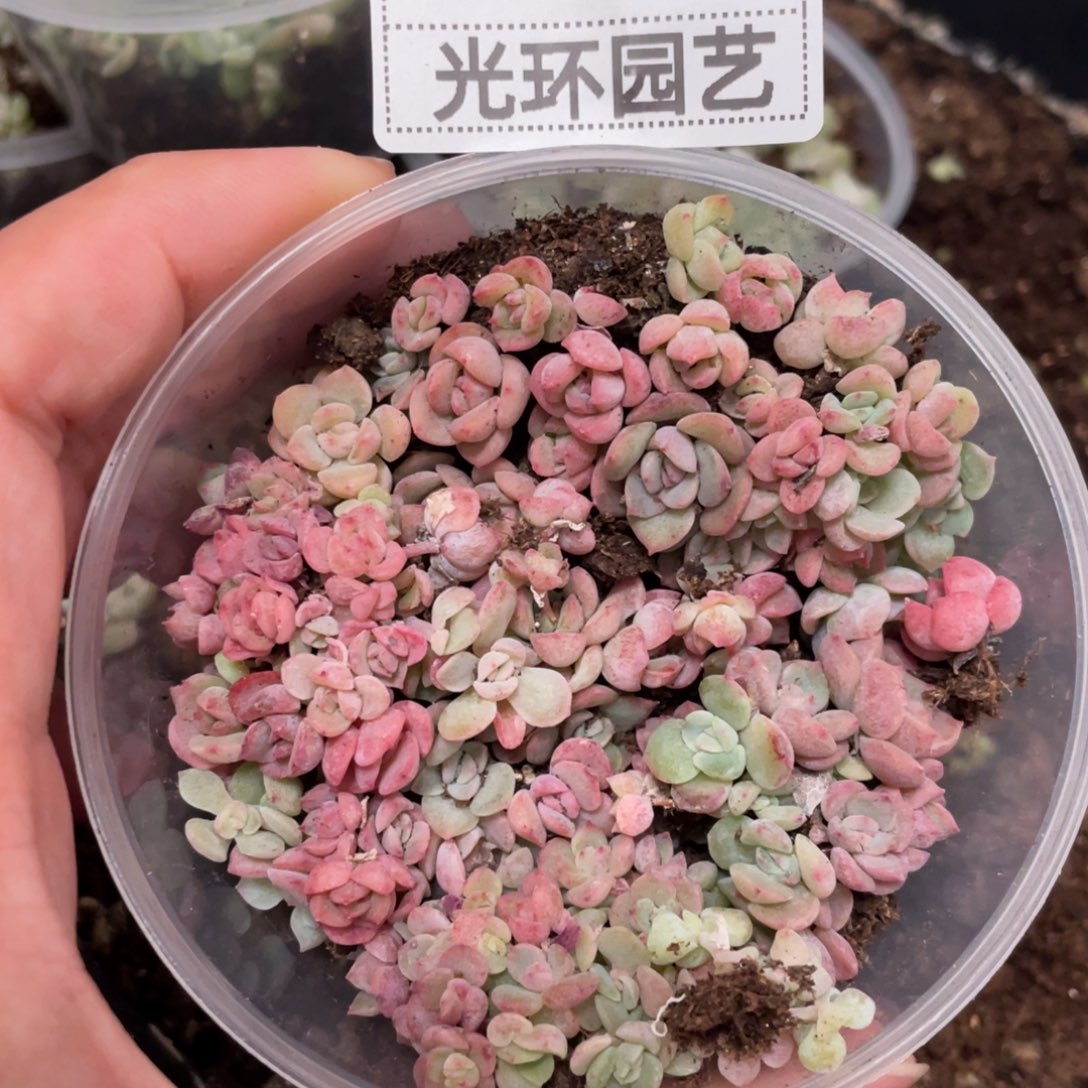 10胖宝宝播种切糕苗，好看推荐！！