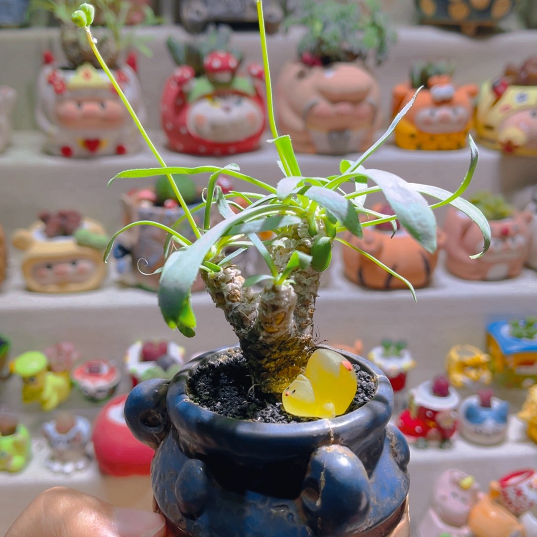 033刨花厚敦菊带盆土一套68