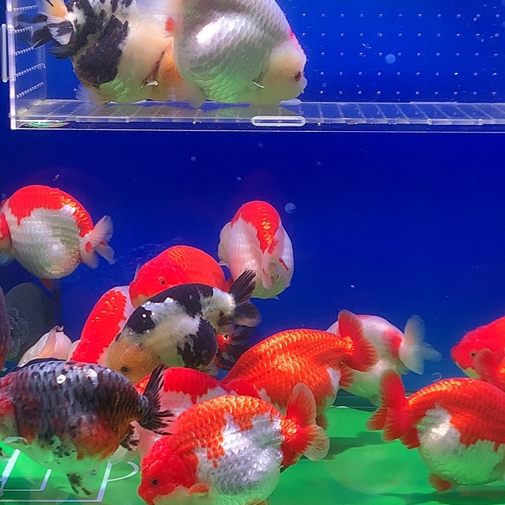 金鱼开箱视频包损