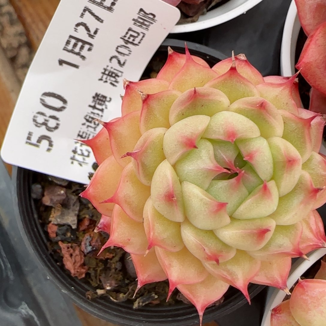 花语逸镜0127-580