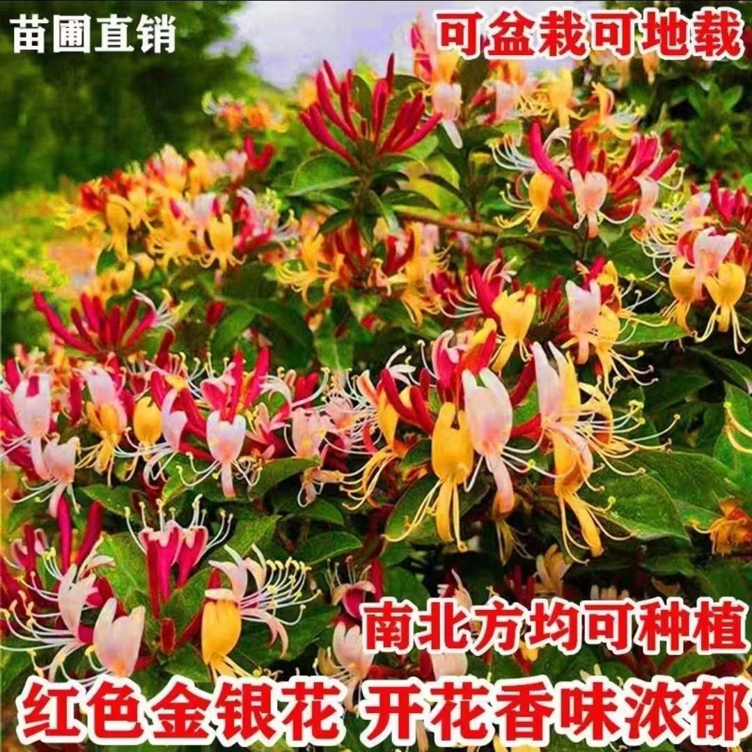 多彩红色金银花多次开花带香味可泡茶南北方均可抗寒金银花树苗