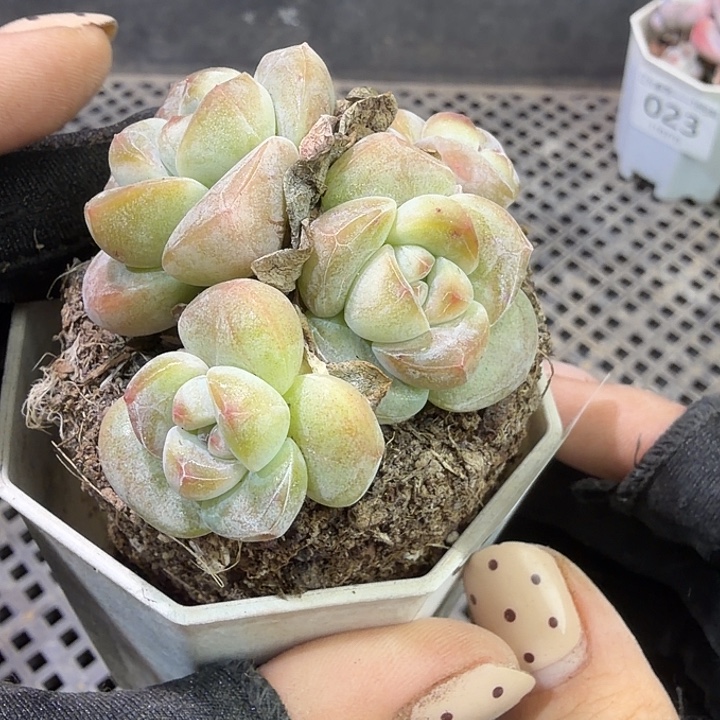 24 号到手1框江北多肉