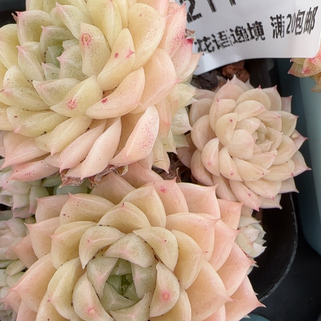 花语逸镜0208-211散