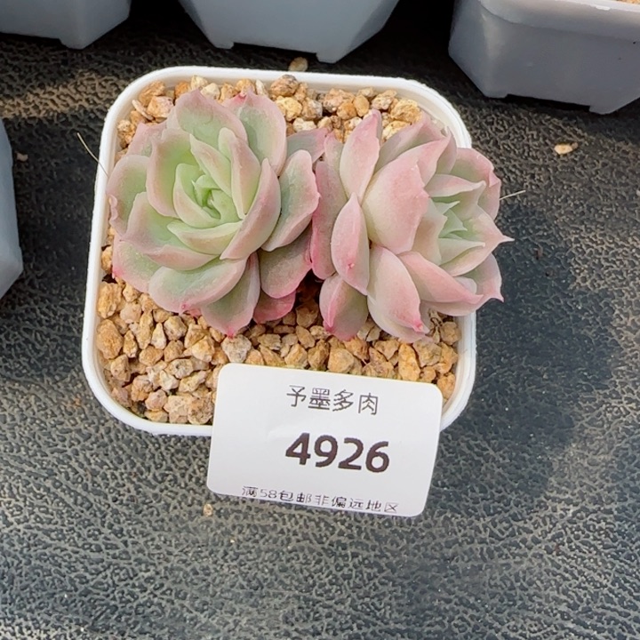水晶虾饺，4926多肉植物
