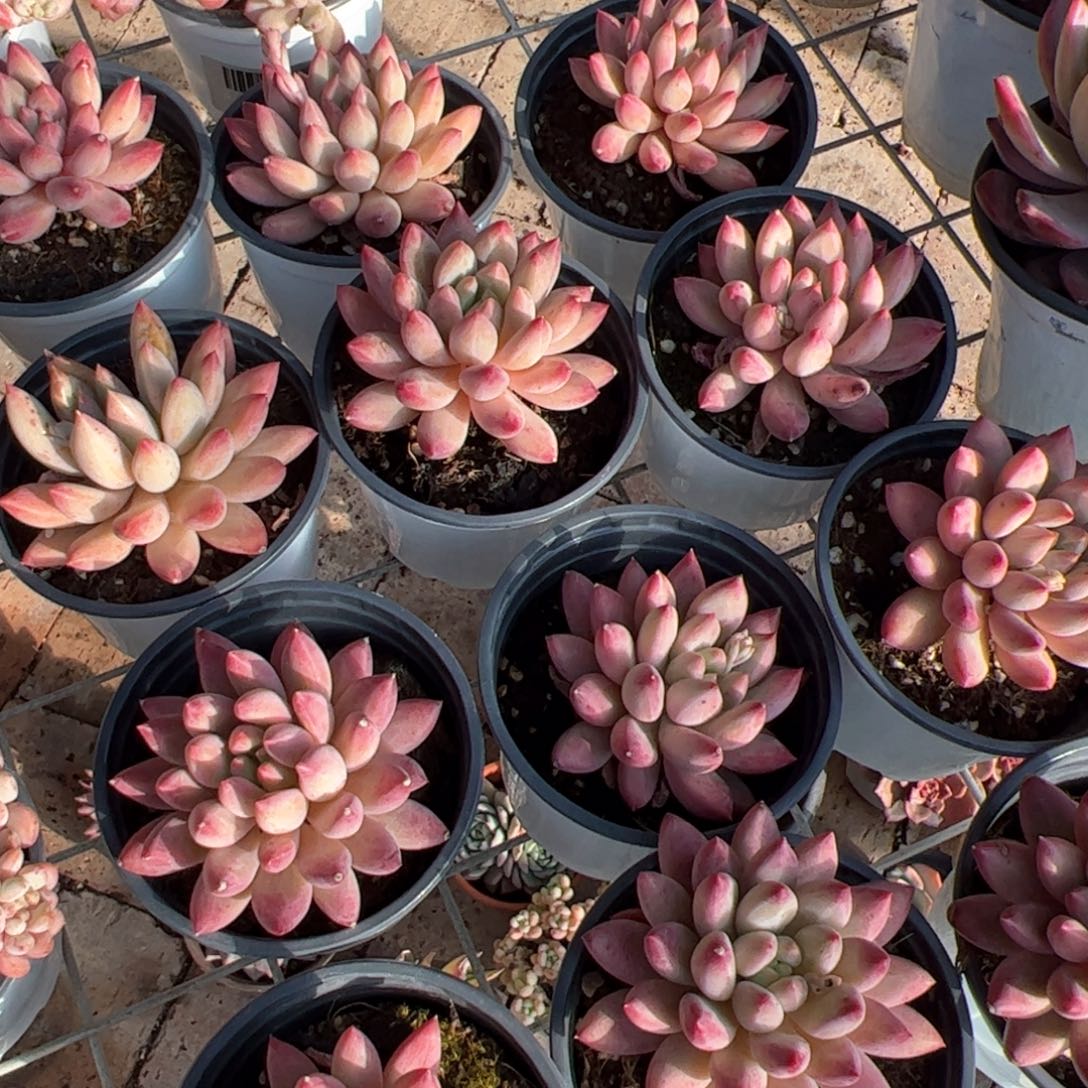 新疆包邮 红虞美人