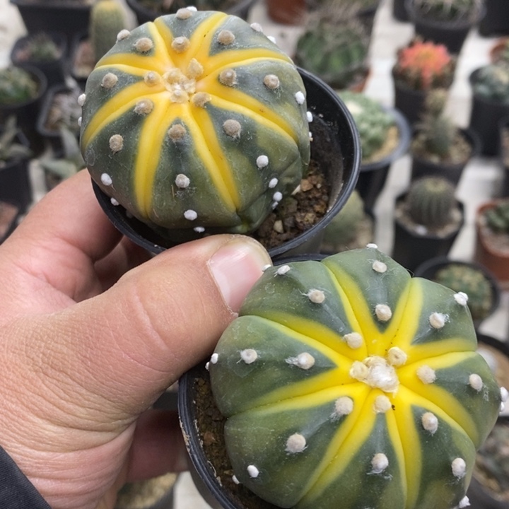 实生西瓜兜2颗微缺水